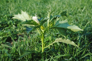 Attention aux plantes toxiques dans les prairies !
