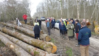 Le chêne, de la forêt à la barrique