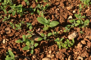 Adapter la stratégie selon la flore potentielle