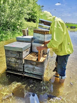 L'apiculture impactée 