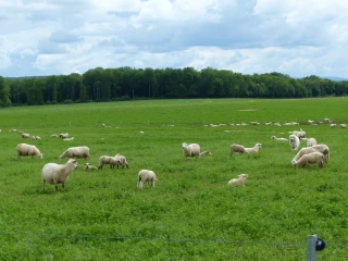 Moutons