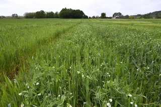 Une alternative pour produire des protéagineux en agriculture biologique
