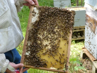 Apiculture