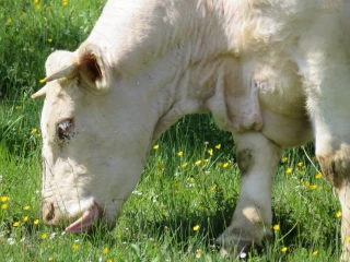 Foie douvé : le doute bénéficie aux éleveurs