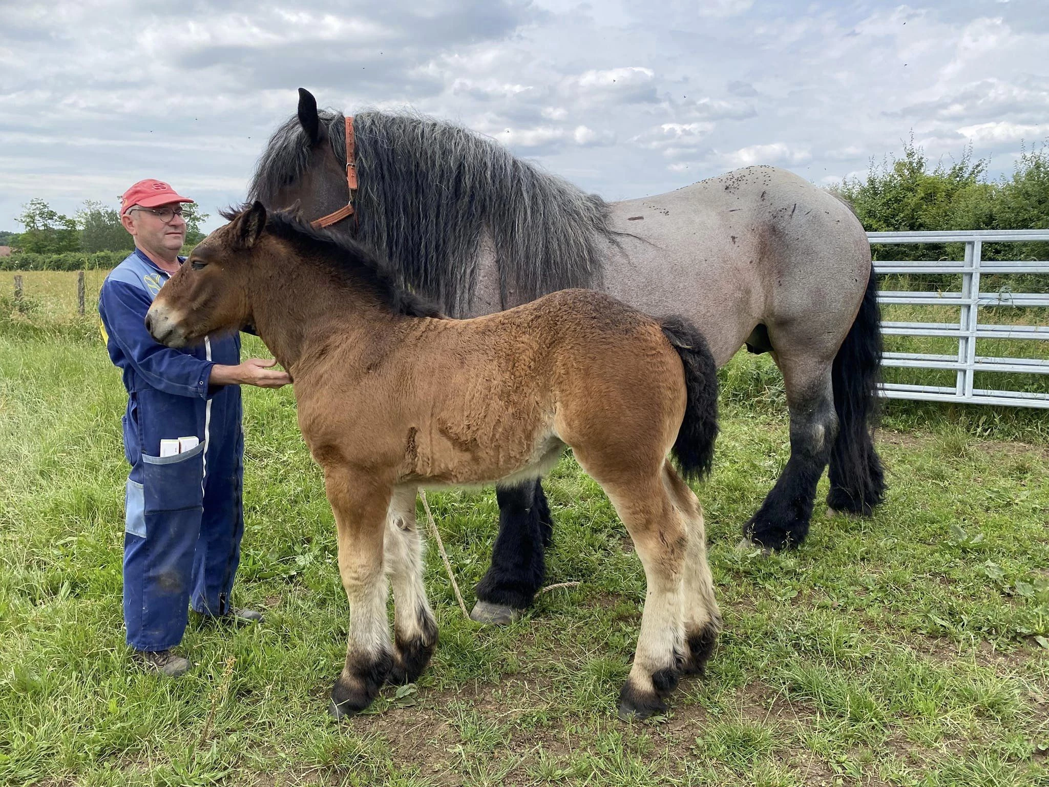 Puis les poulains, à Saulieu