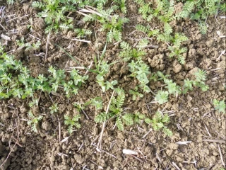 La lutte contre les graminées reste possible