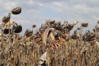 Optimiser la récolte du tournesol