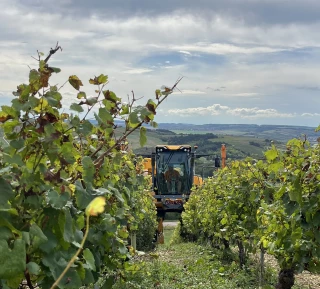 Vendanges