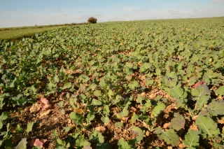 Faut-il réguler les colzas à l’automne ?