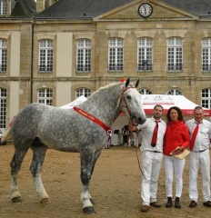 Mufasa, champion des Percherons