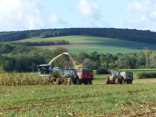 Maïs ensilage