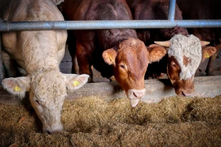 Stress thermique : des moyens de l'anticiper