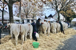 La foire-concours de la Saint-Martin approche