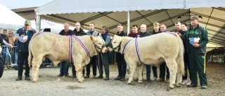 L'attraction du charolais