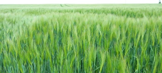 L'exigence payante des orges brassicoles