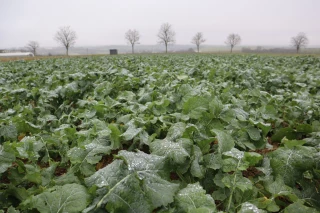 Mesurer la biomasse en entrée hiver pour un apport sur mesure