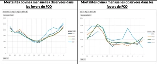 Face aux FCO 3 et 8  et à la MHE : vacciner, vacciner, vacciner !