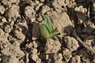 Les règles d'implantation de la féverole de printemps