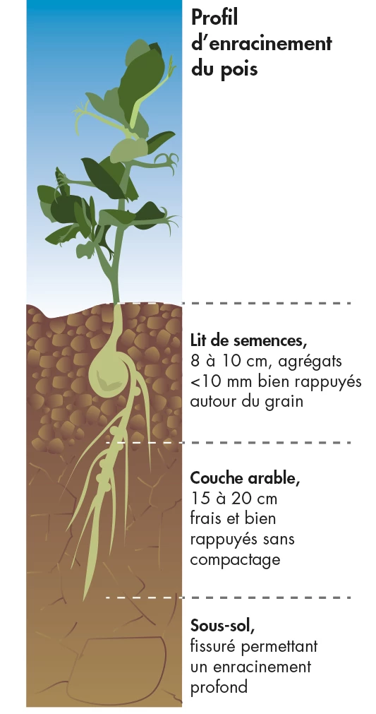 Profil d'enracinement du pois