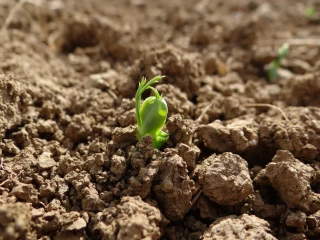 Les règles d'implantation du pois de printemps