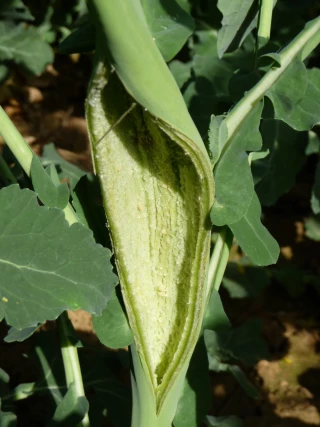 Surveillez son arrivée pour un positionnement insecticide optimal