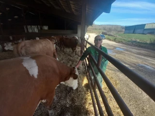 La Simmental de Côte-d'Or se penche sur le sanitaire