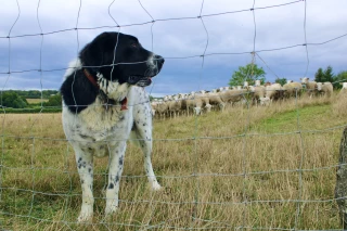 Le chien, un moyen efficace pour protéger les troupeaux