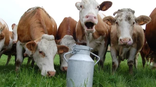 Pour la Simmental de Côte-d'Or, l'immunité est un sujet à creuser