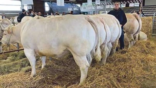 Les belles retrouvailles